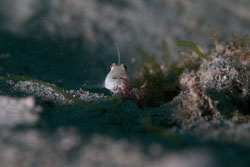 Gobies Gobies
